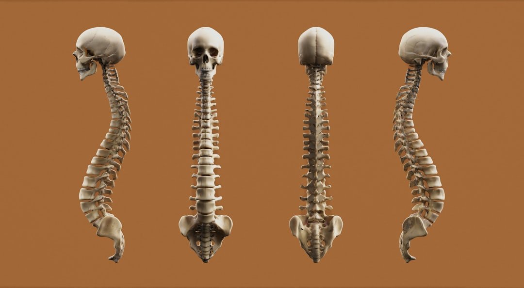 Kafatası ve boyun omurgasının anatomik yapısını gösteren temsili model