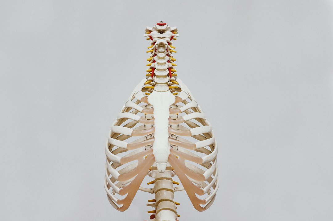 Sırt ağrısı değerlendirmesinde torasik omurga ve göğüs kafesi anatomisini gösteren tıbbi model