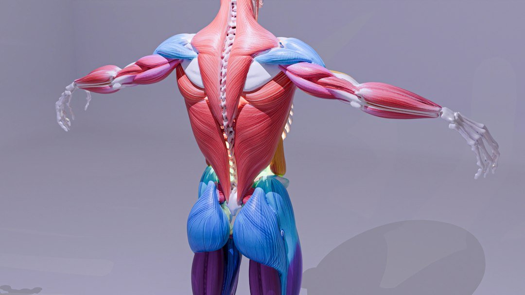 Bel fıtığında sinir basısını değerlendirmede lomber omurga ve sinir anatomisini temsil eden görsel